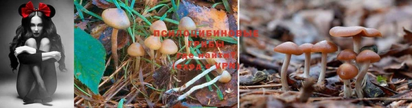jwh Протвино